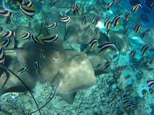 Гостиница Noomoo Maldives Hulhumale в Мале