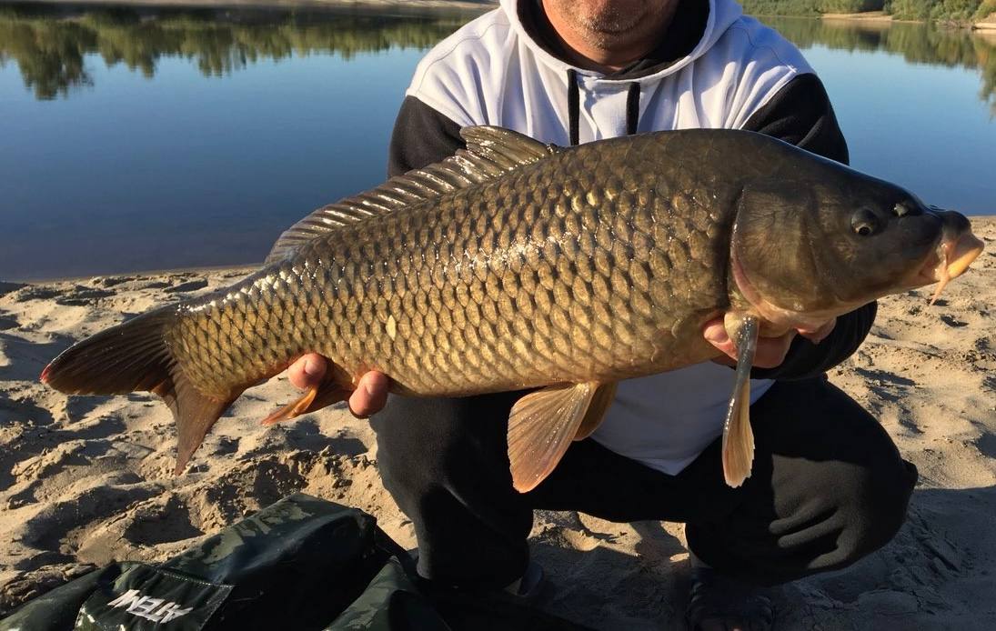 Фото Золотая рыбка