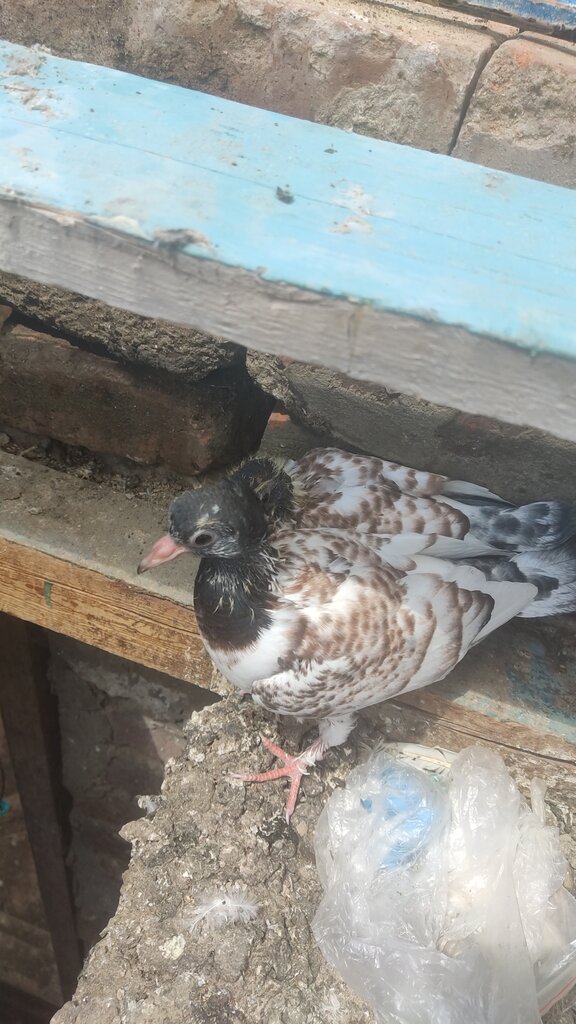 Animal nursery Голубиный питомник, Moscow, photo