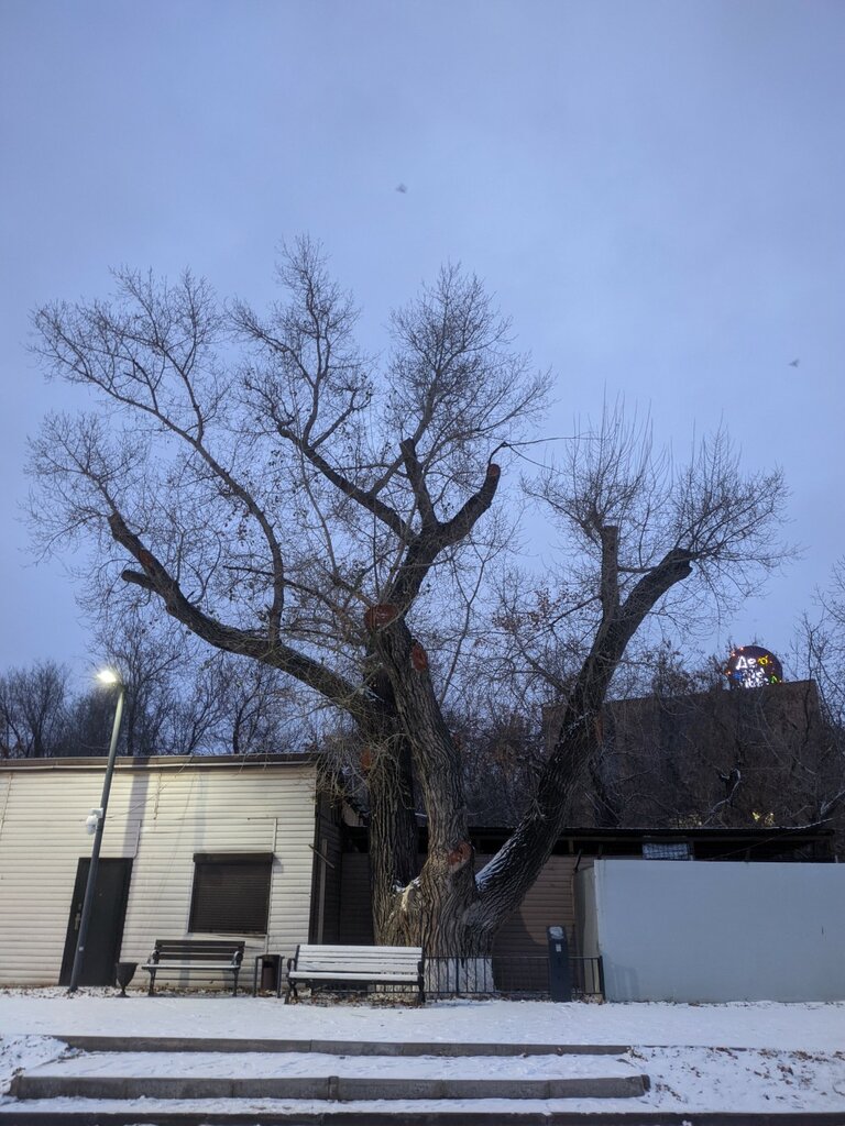 Nature The oldest tree of the city, Astana, photo