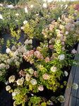 Amrita (Nizhniy Novgorod, 19), centro de jardinería