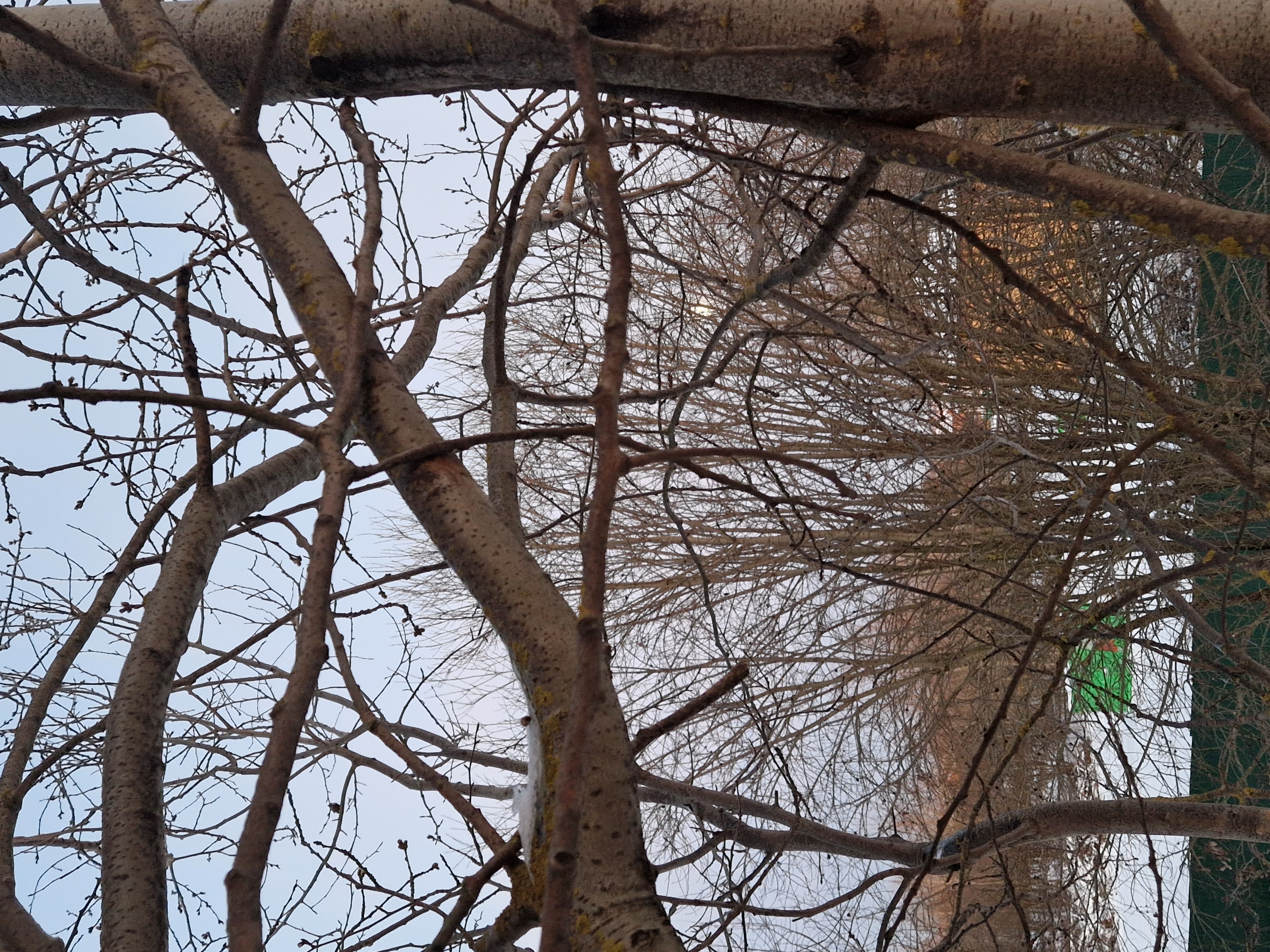 Фото Светлая роща