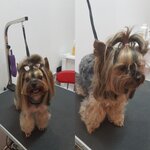 ЗооНика (Железнодорожная улица, 1В), pet salon