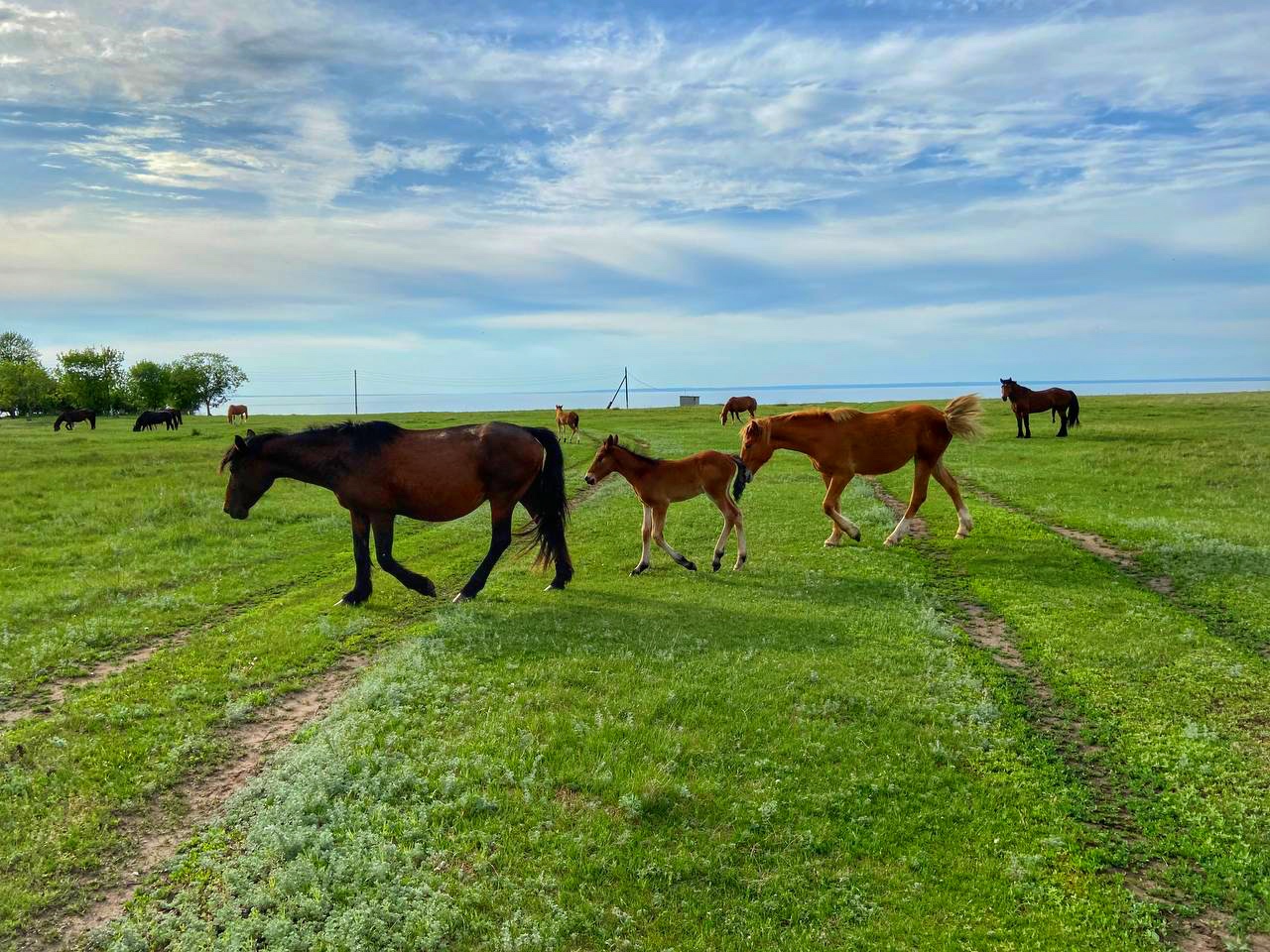 Фото Лебедино Эко