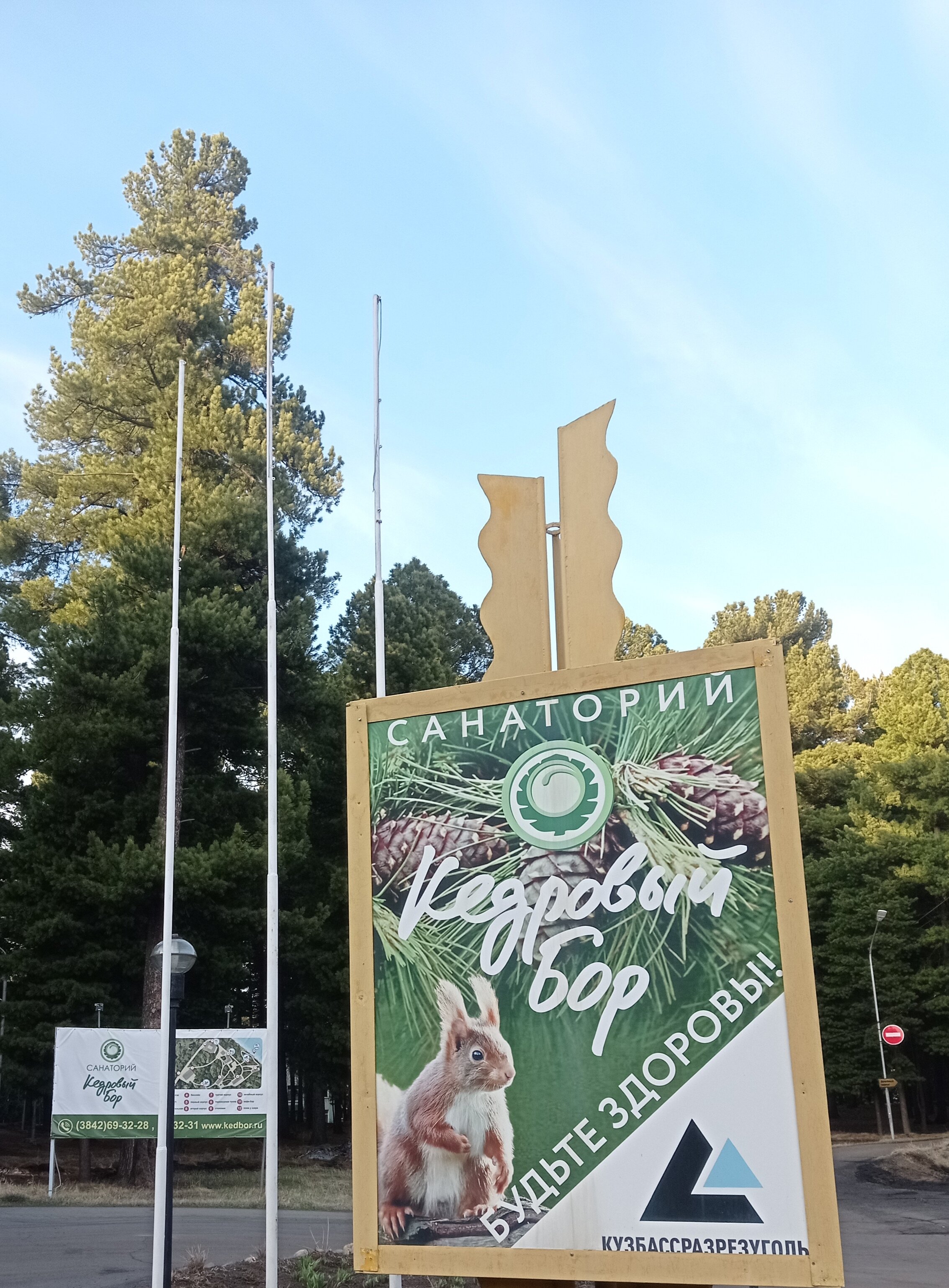 Фото Кедровый бор