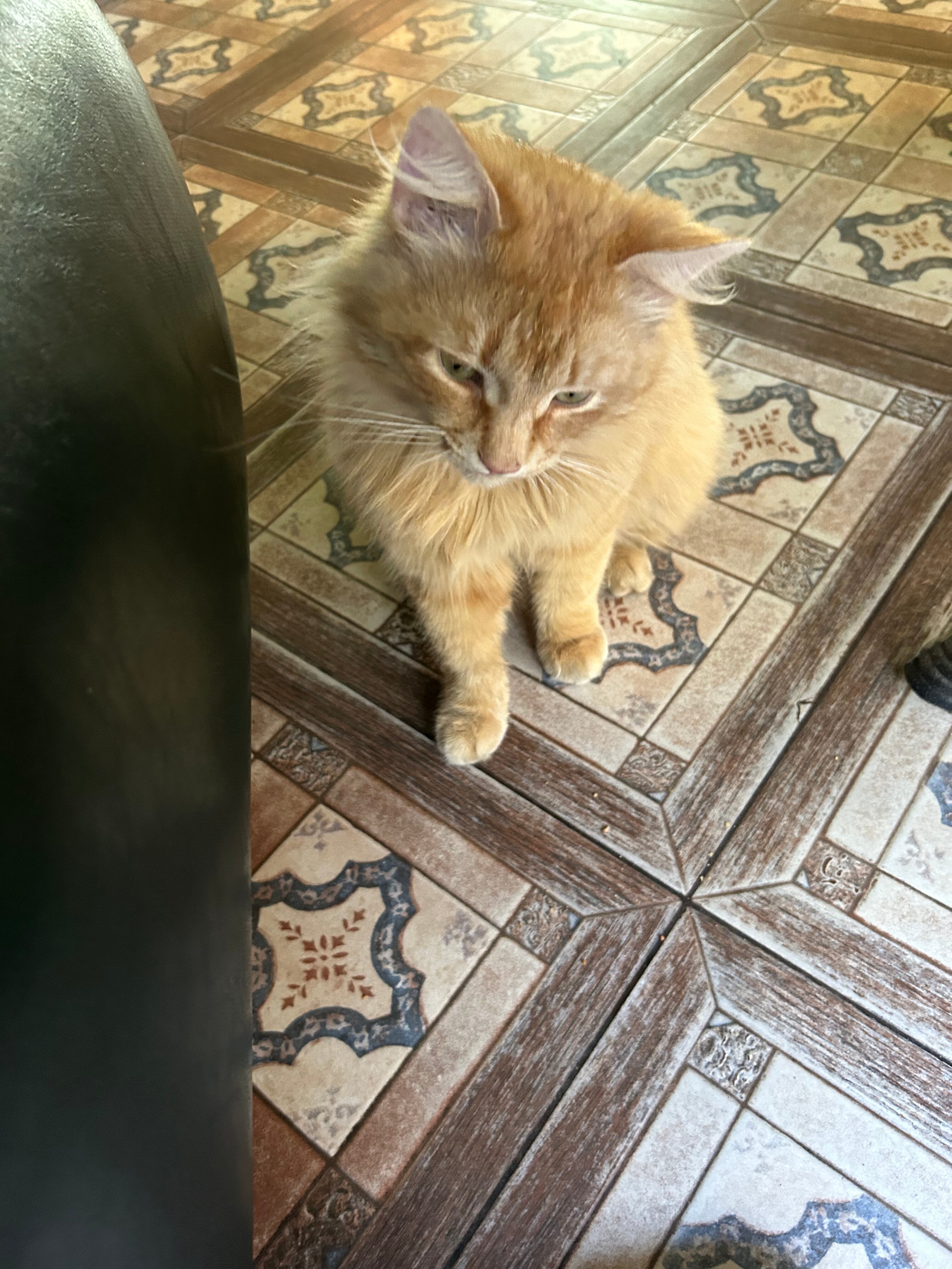 Фото Сытый Ежик