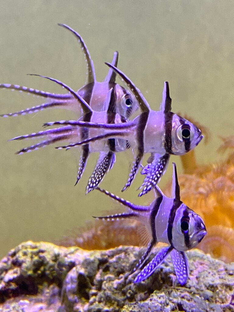 أحواض السمك Art of reef deniz akvaryum sistemleri ، إزمير، صورة