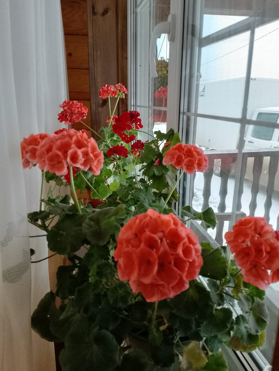 Фото Ковчег