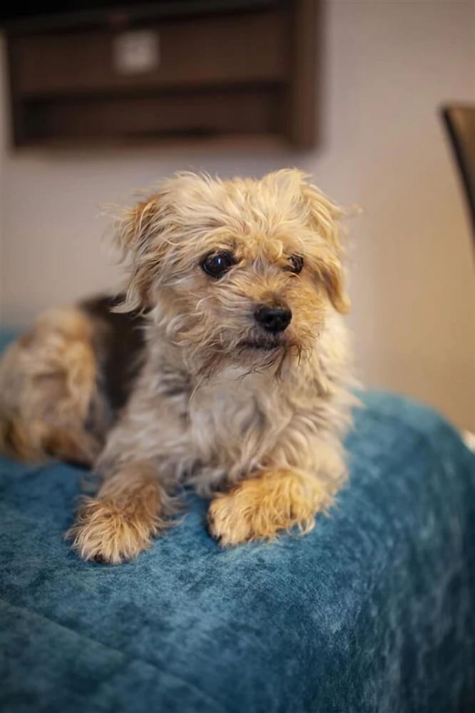 Фото Sure Hotel by Best Western Lille Tourcoing Ex Hotel Garden