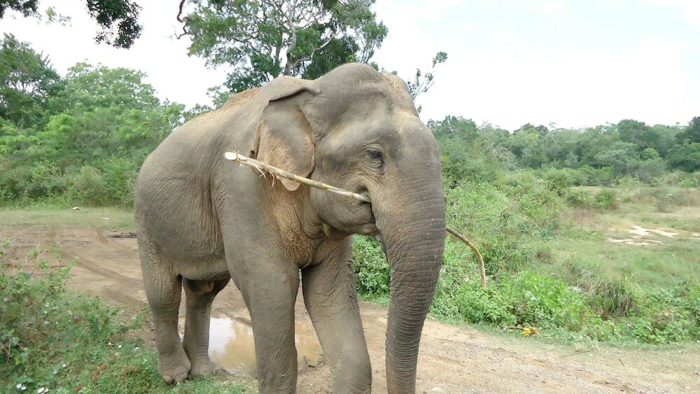 Фото Yala Big Game Drive with Heina Eco Team