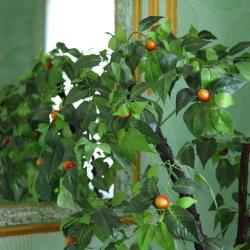 Фото Викторис