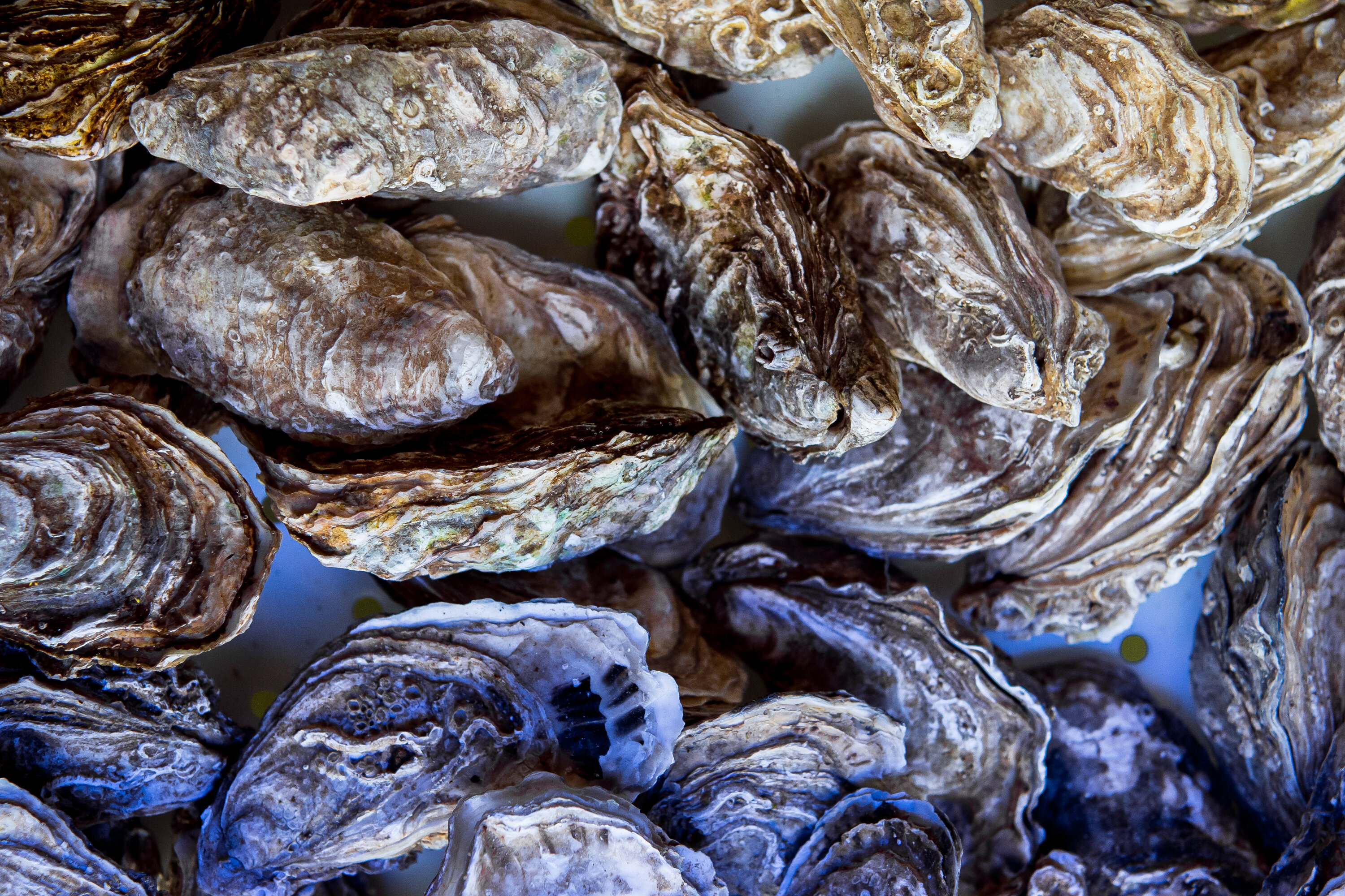 Фото Кедровый бор