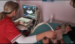 CatGav (8 Marta Street, 18к1), veterinary clinic