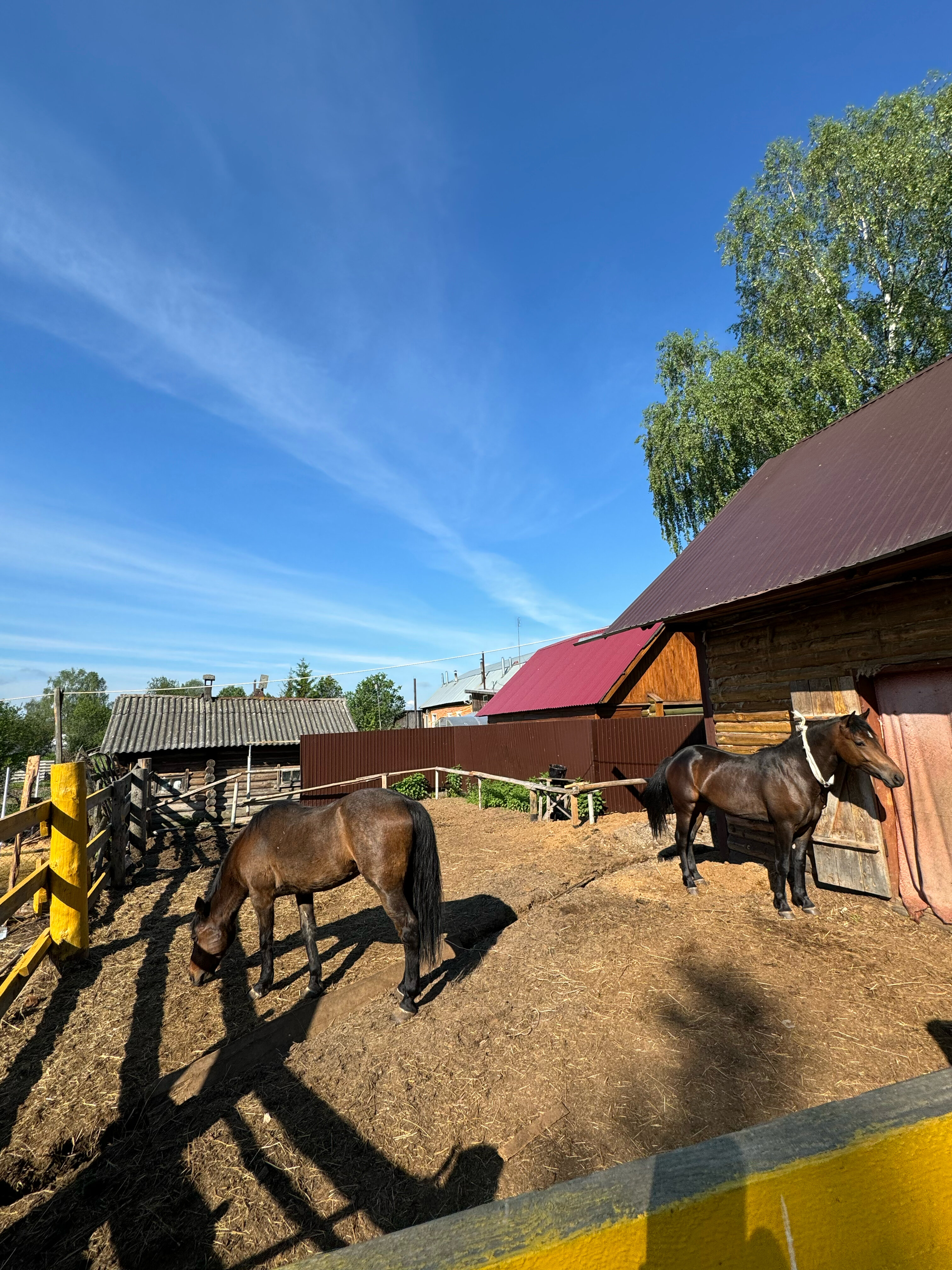 Фото Стрижели