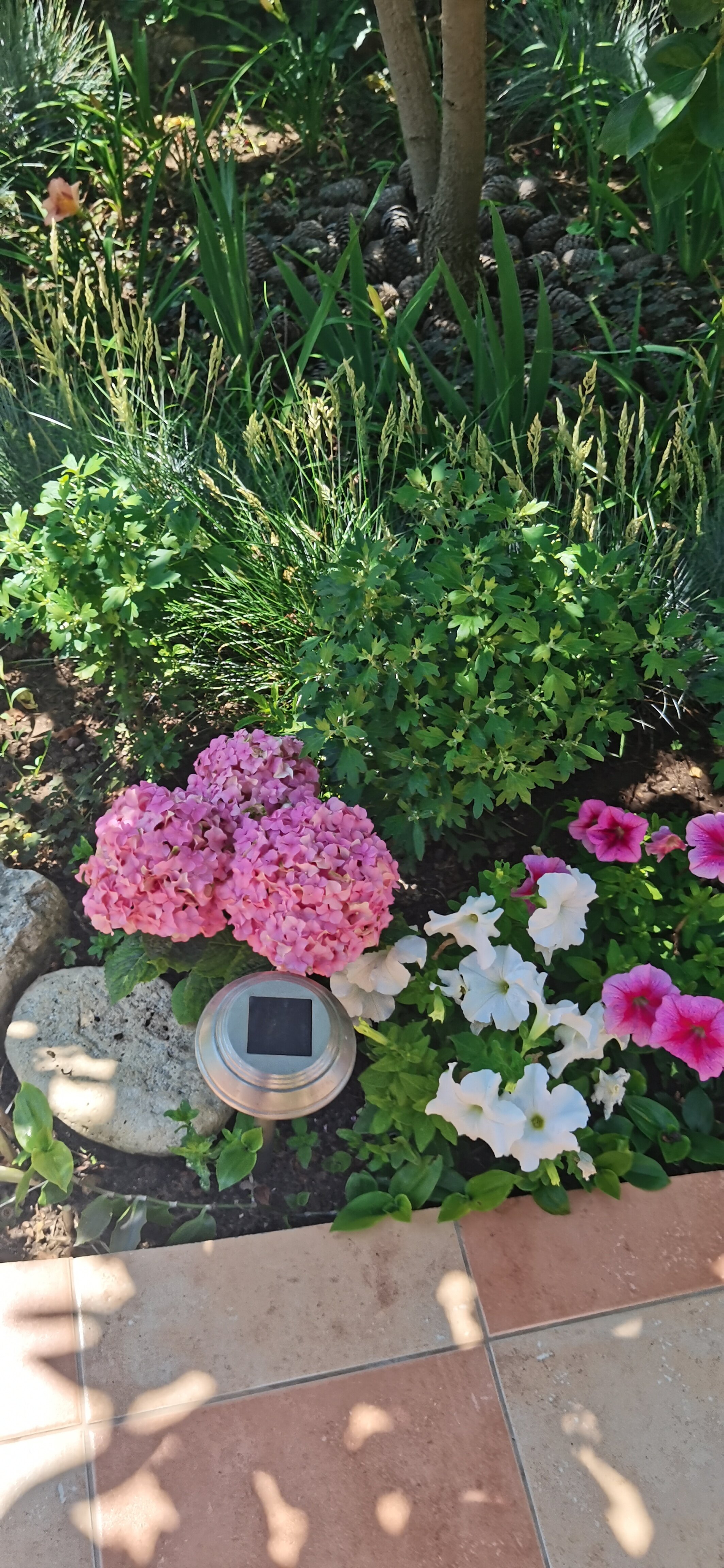 Фото Кипарис