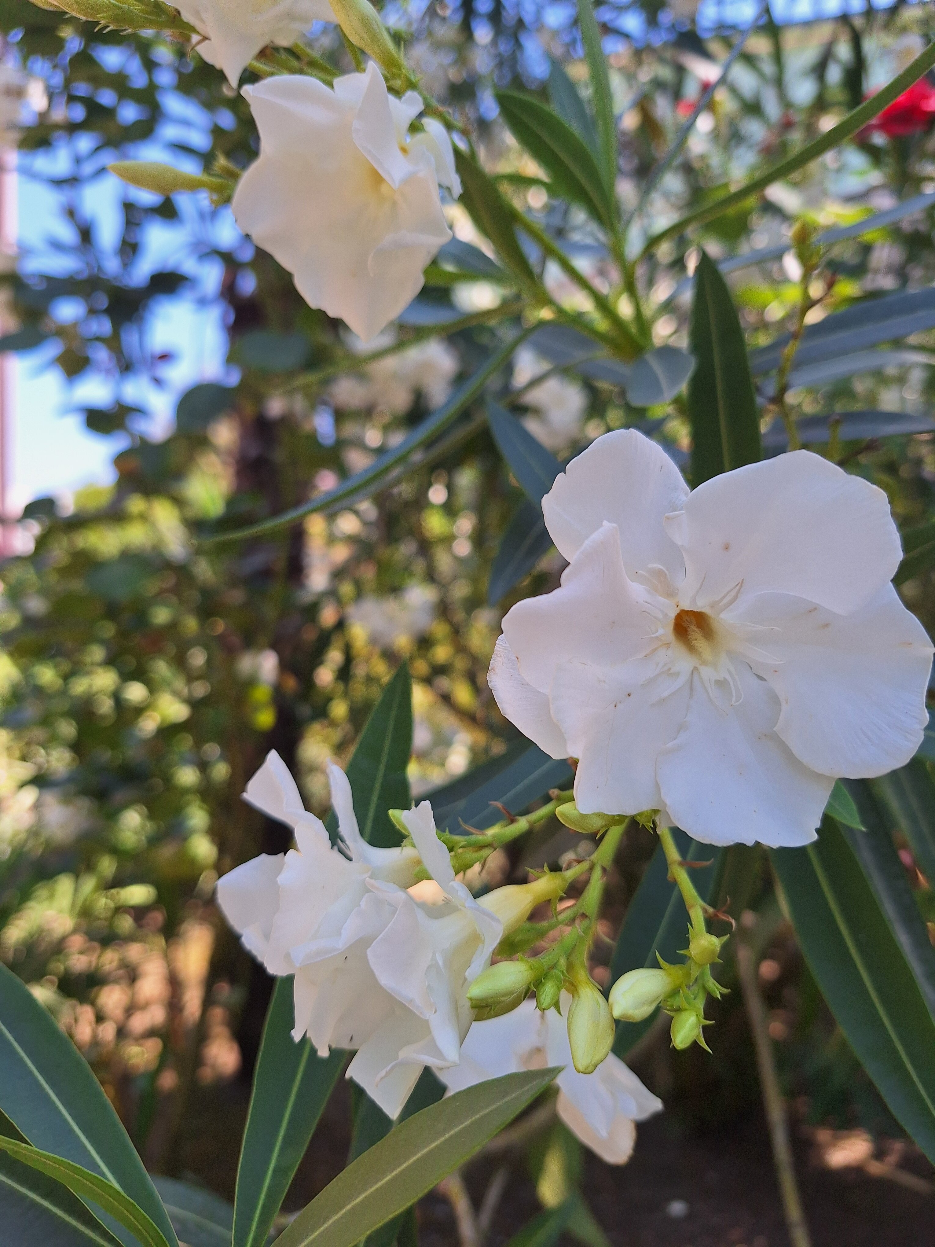 Фото НикОль