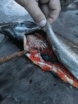 Рыба дичь (Medvezhyegorsk, Oktyabrskaya ulitsa, 11) ، بيض ولحم الدواجن