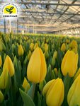 Тепличный комплекс Северный (Leningrad Region, Vyborgskiy District, Roshchinskoye gorodskoye poseleniye), greenhouse