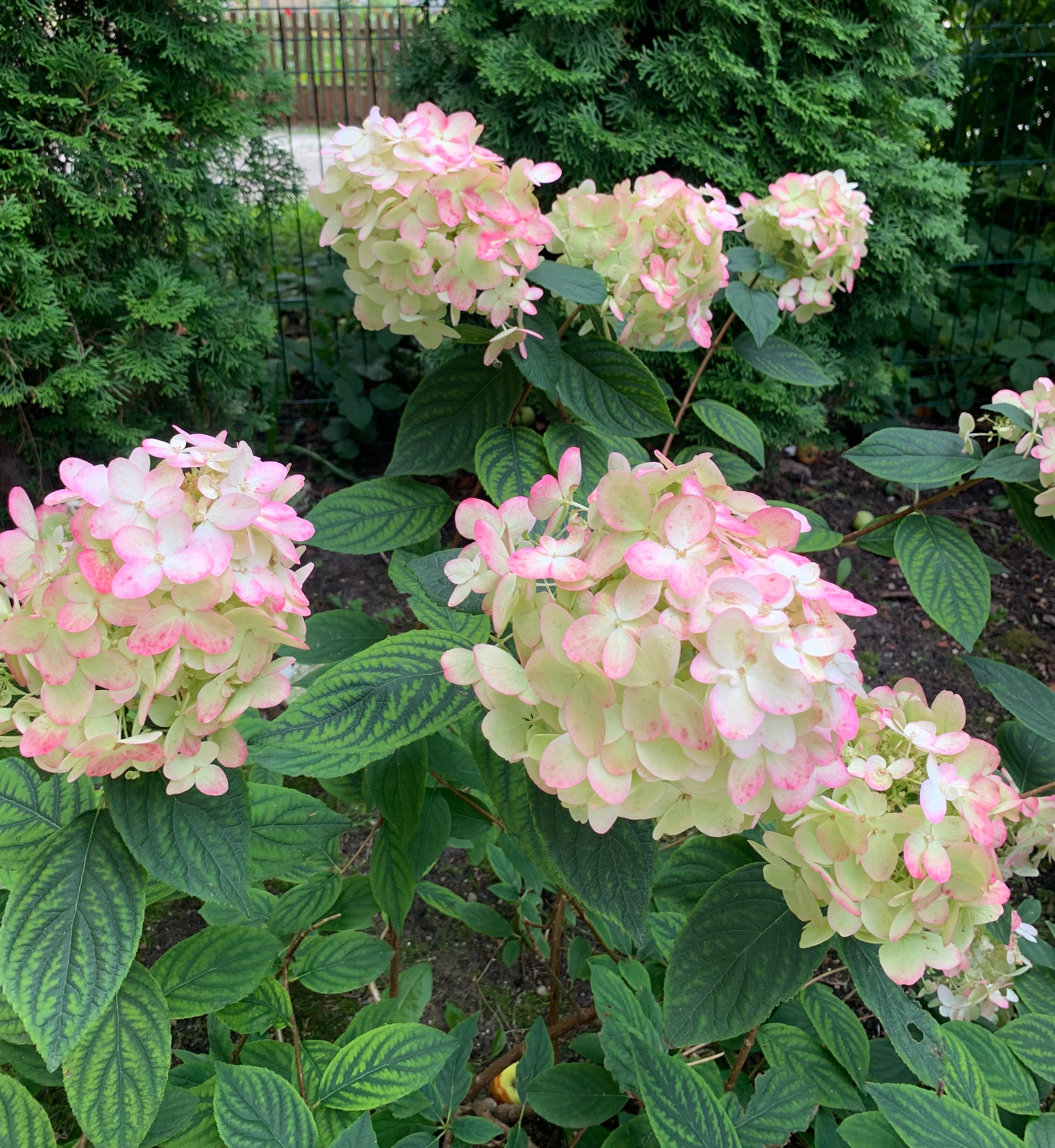 Фото Вилла Надежда