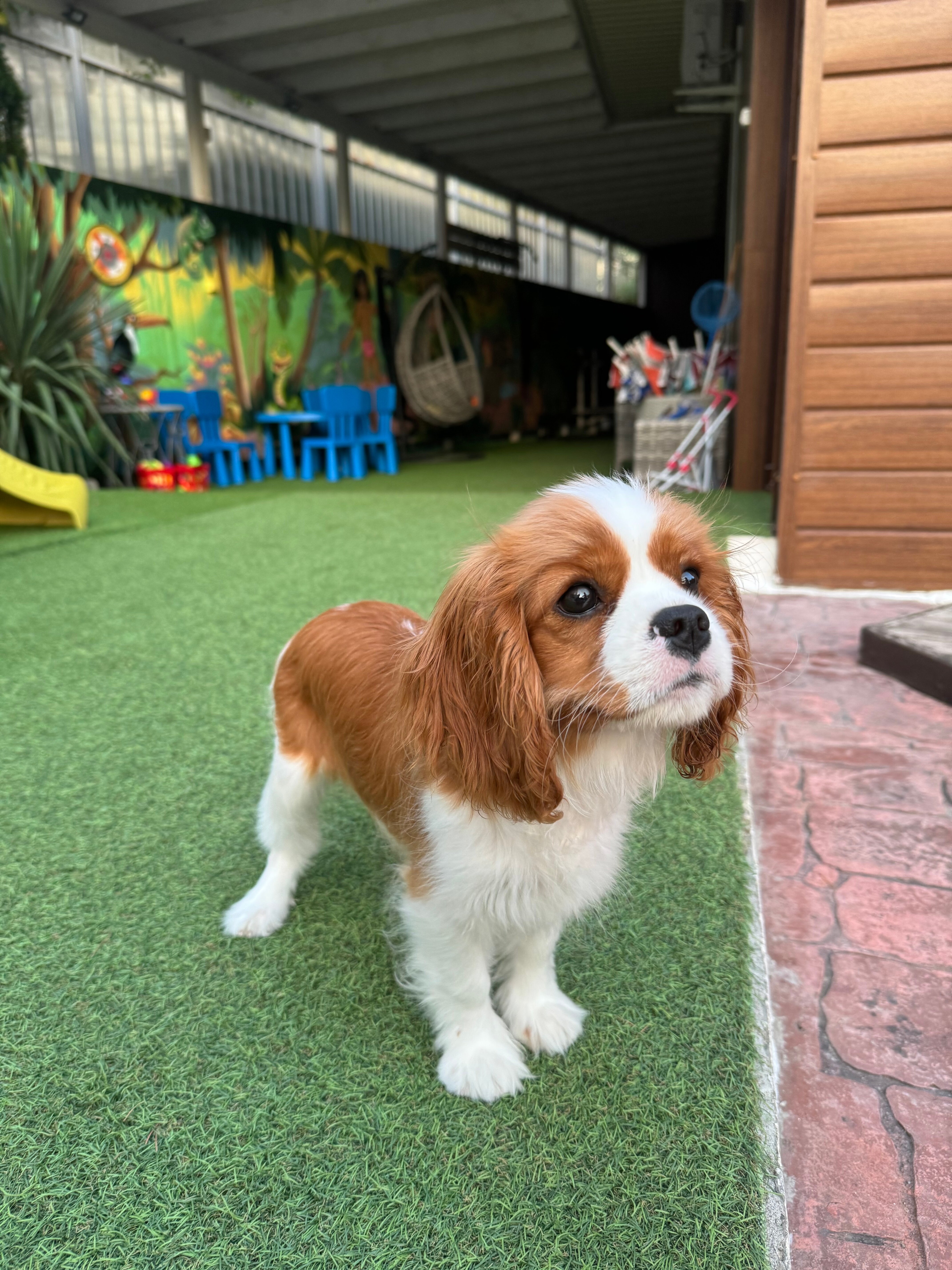 Фото Кромвель Вайт