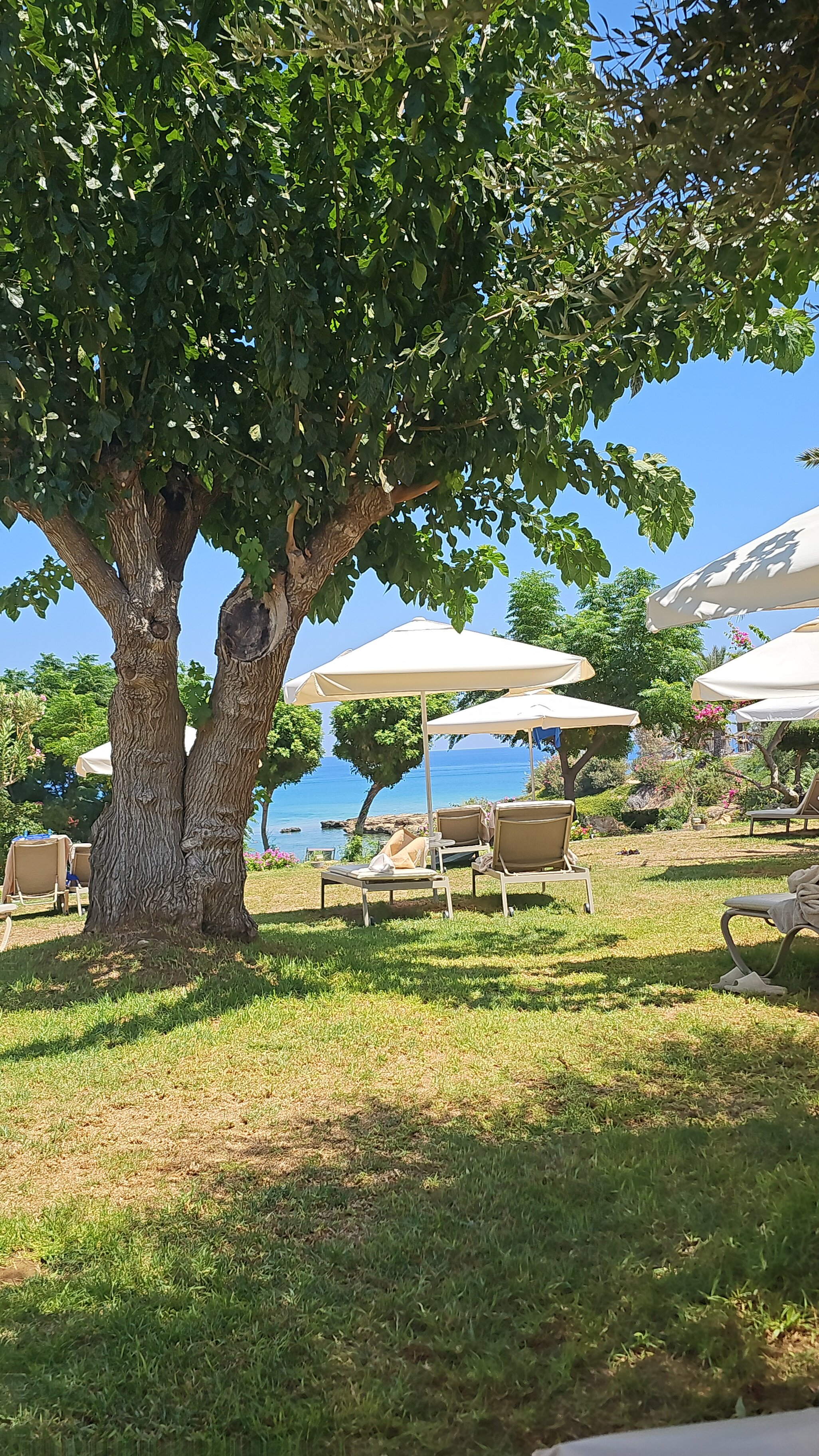 Фото Crystal Springs Beach Hotel