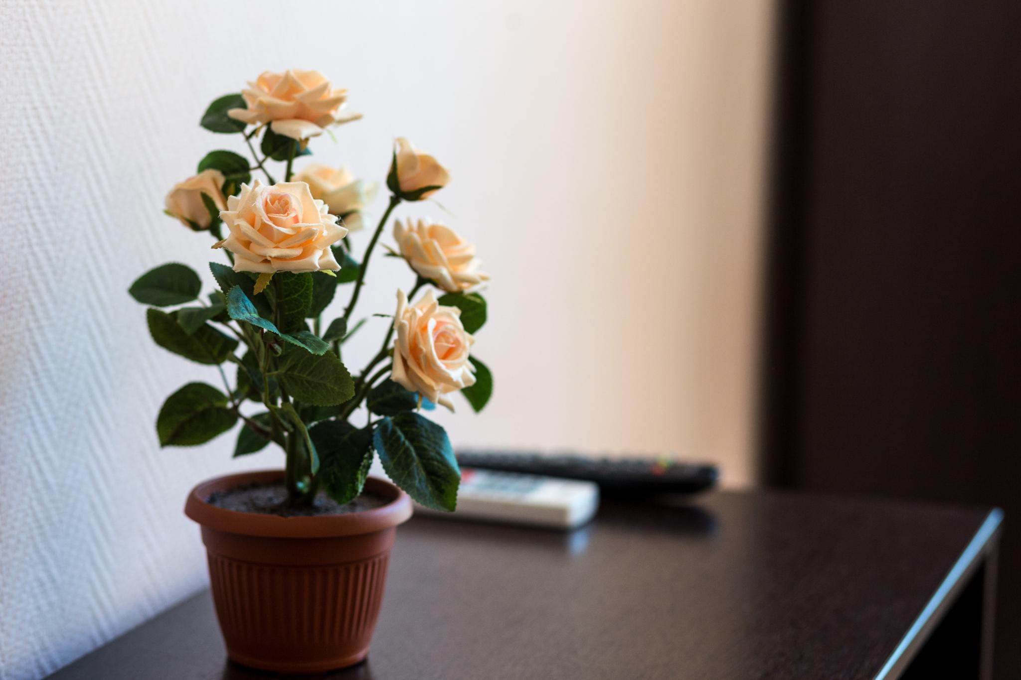 Фото Солнечная