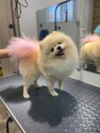 Pushistik (prospekt Komarova, 21), salón de mascota, peluquería de animales