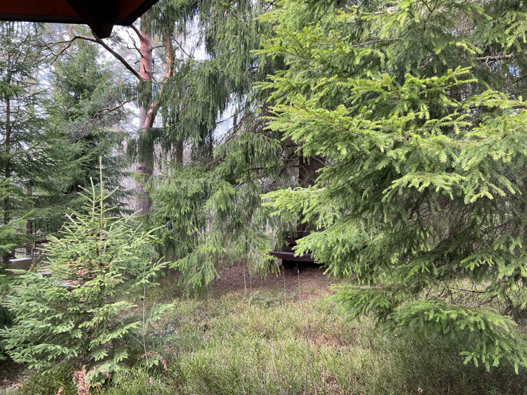 Фото Green Forest