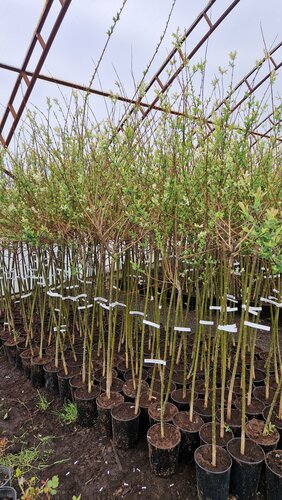 Корни, питомник растений