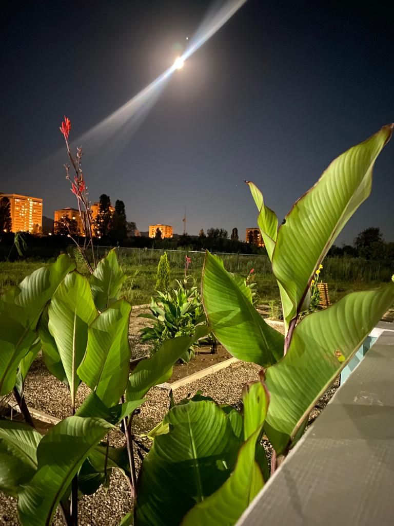 Фото Лазурный