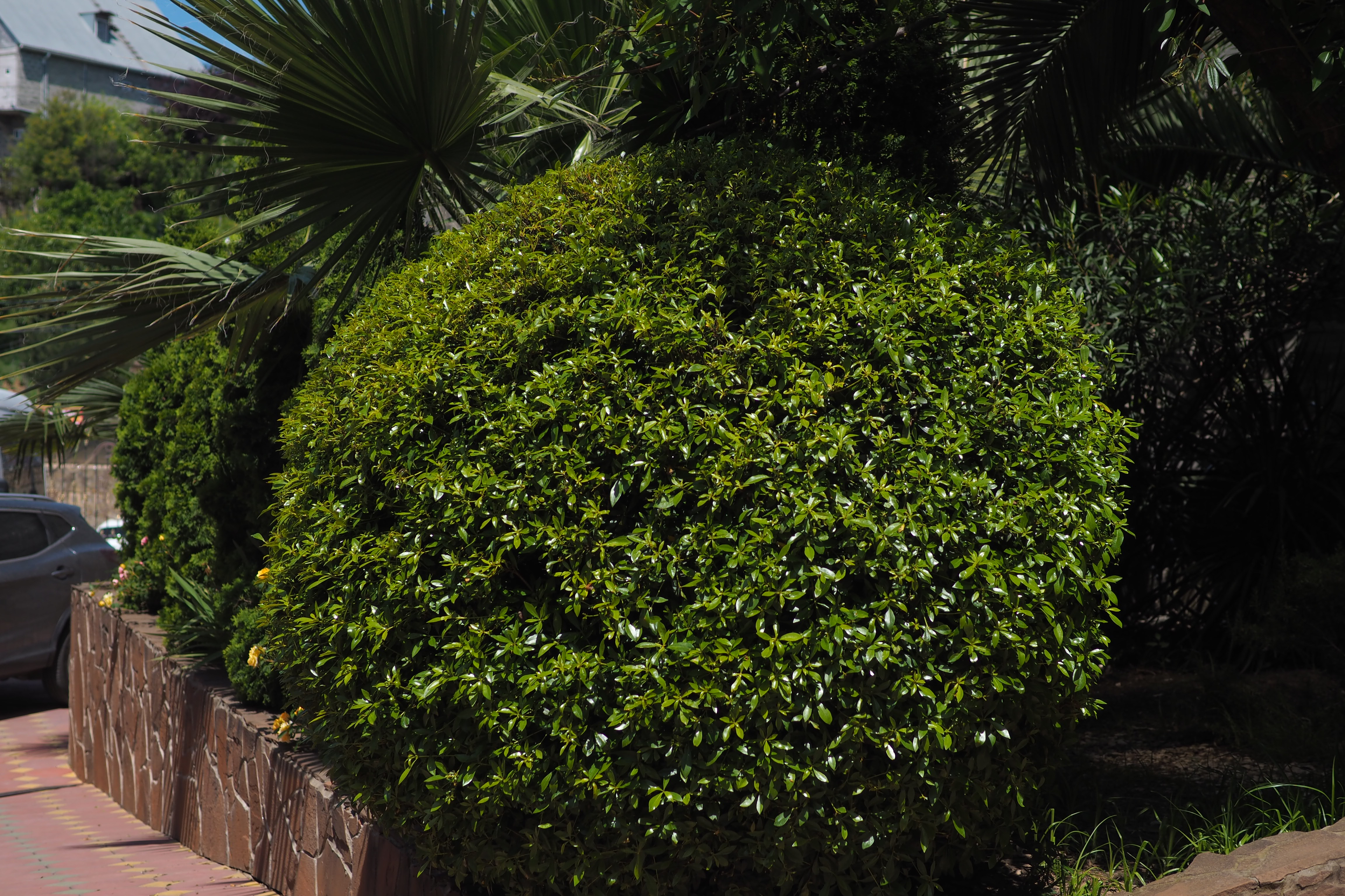 Фото Сибиряк