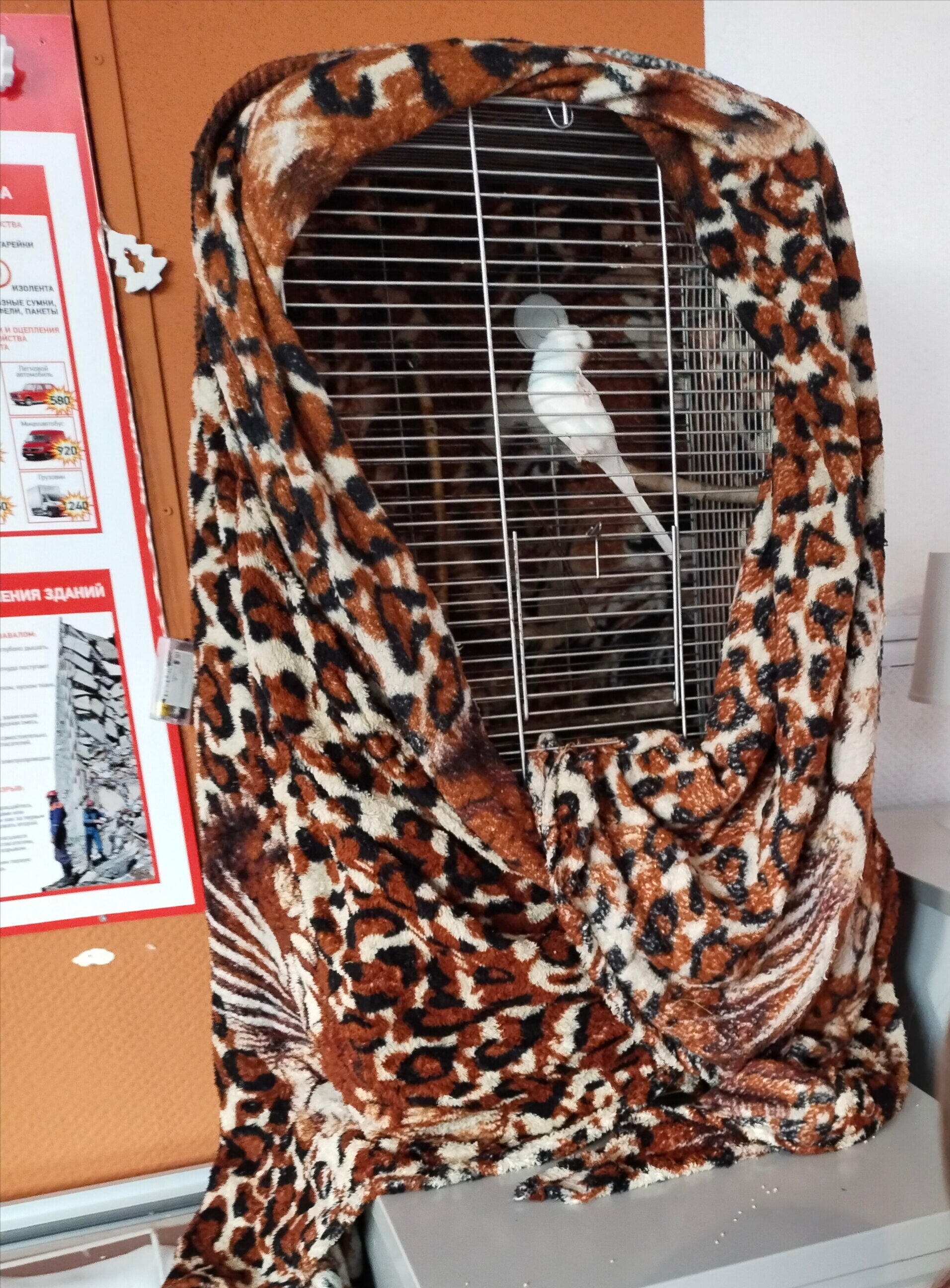 Фото Формула за рулем