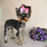 Druzokpushok (Penzenskaya ulitsa, 31), pet salon