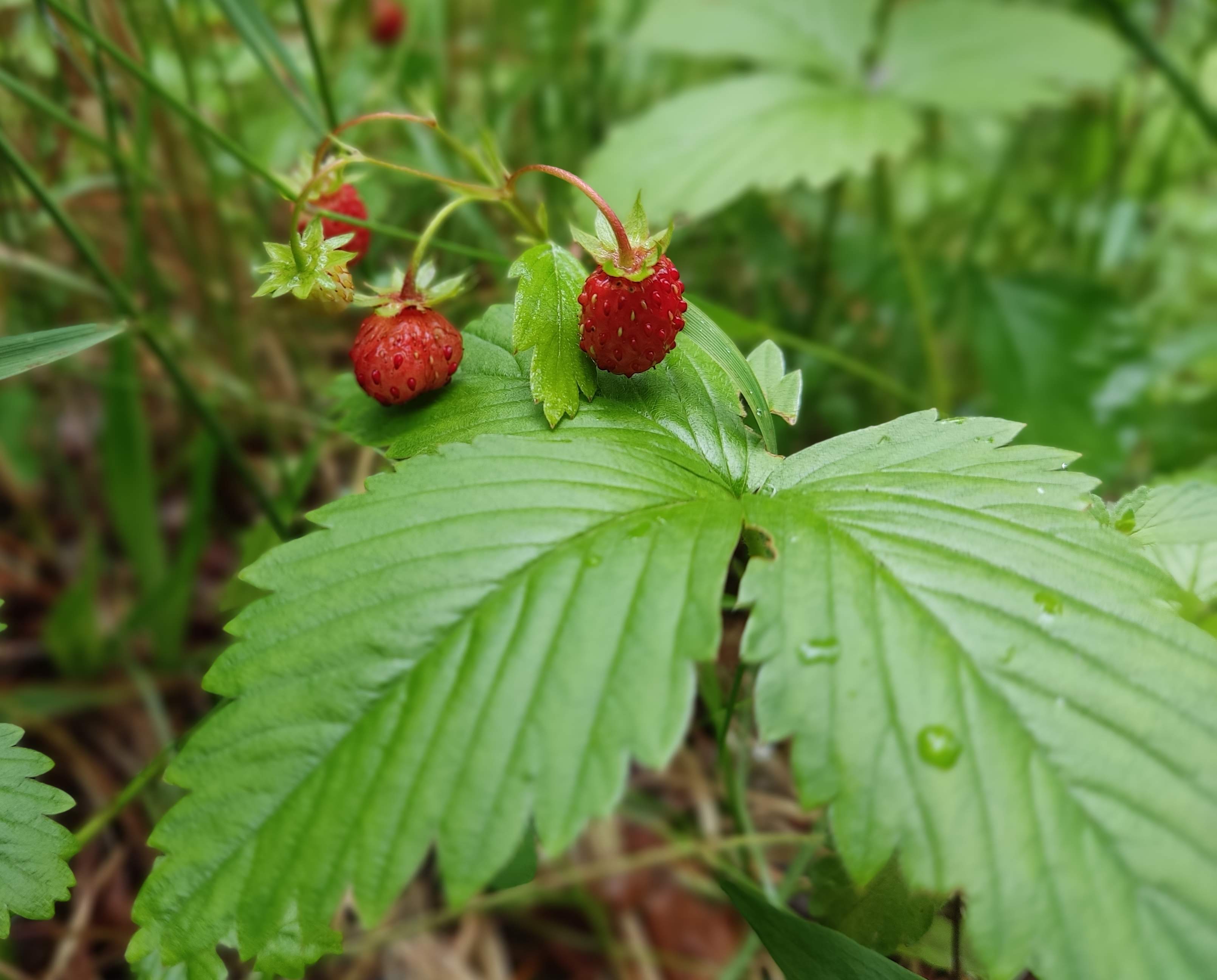 Фото Коттеджи в сосновом бору