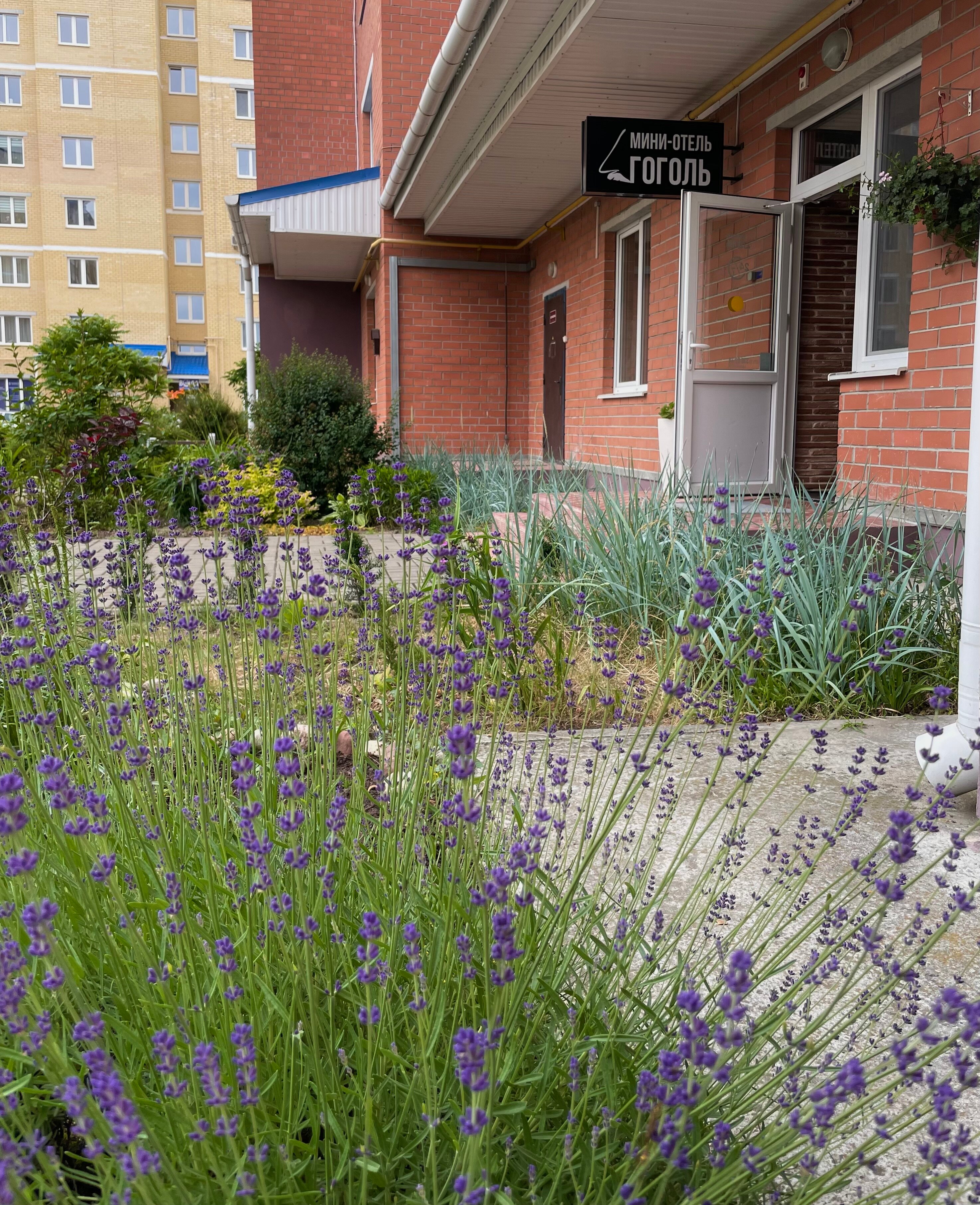 Фото Гоголь