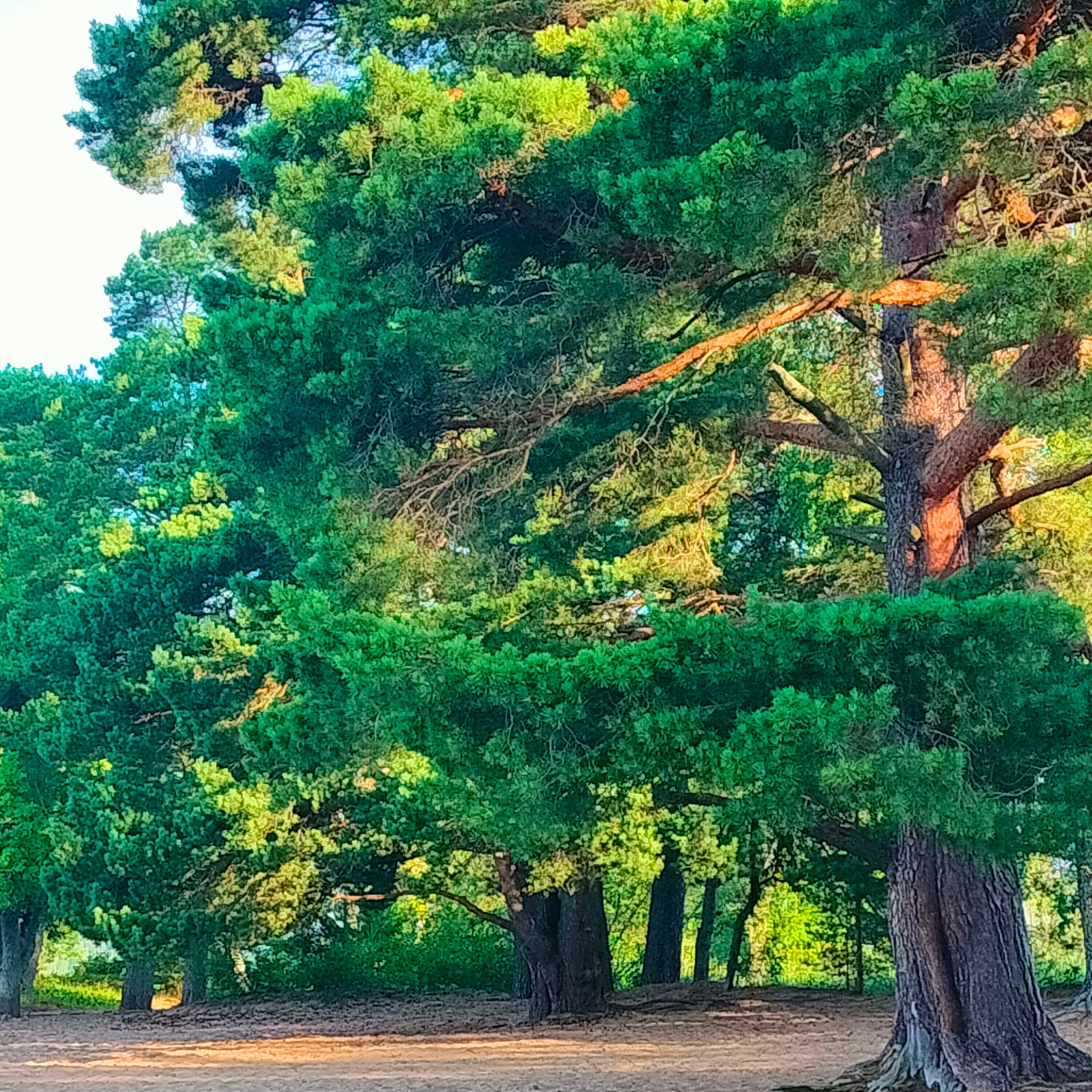 Фото Орлинка