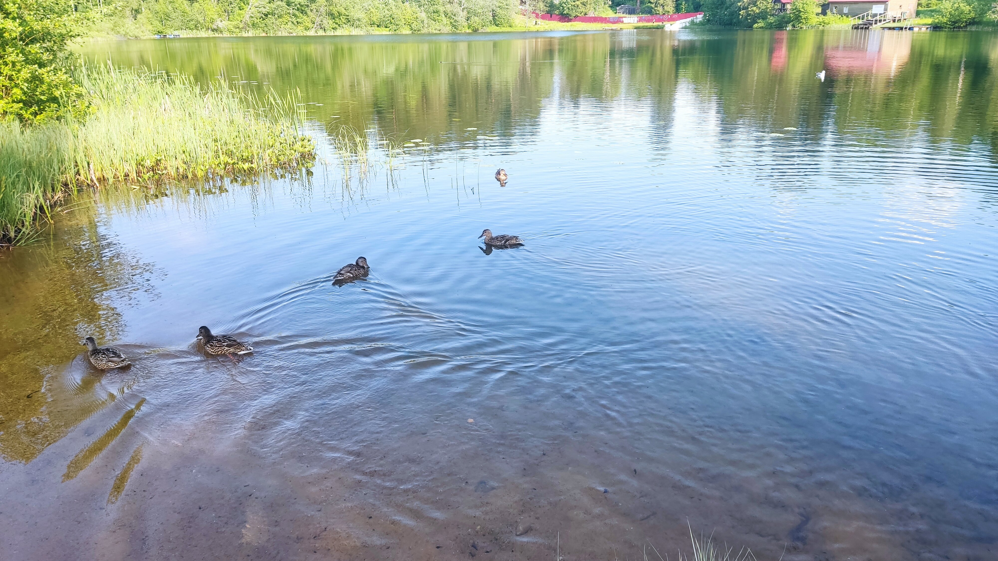 Фото Фортуна