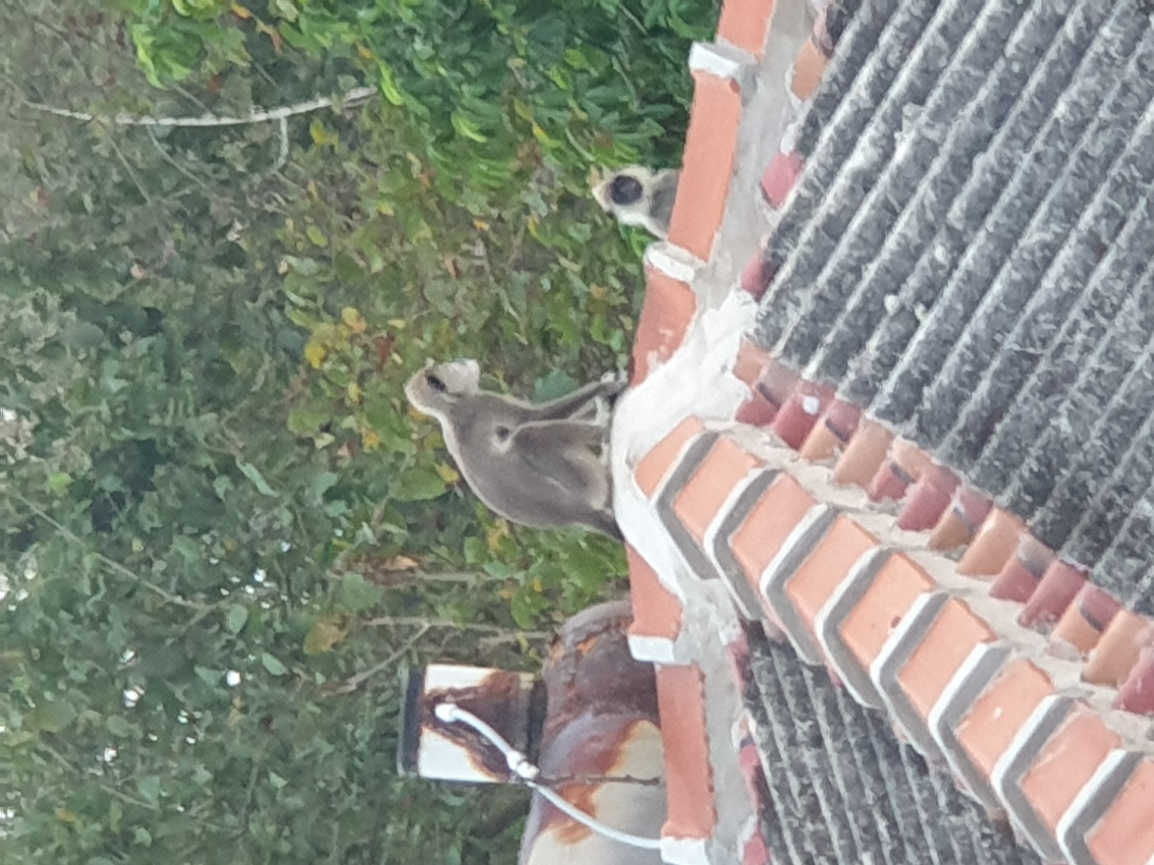 Фото Eva Lanka Hotel