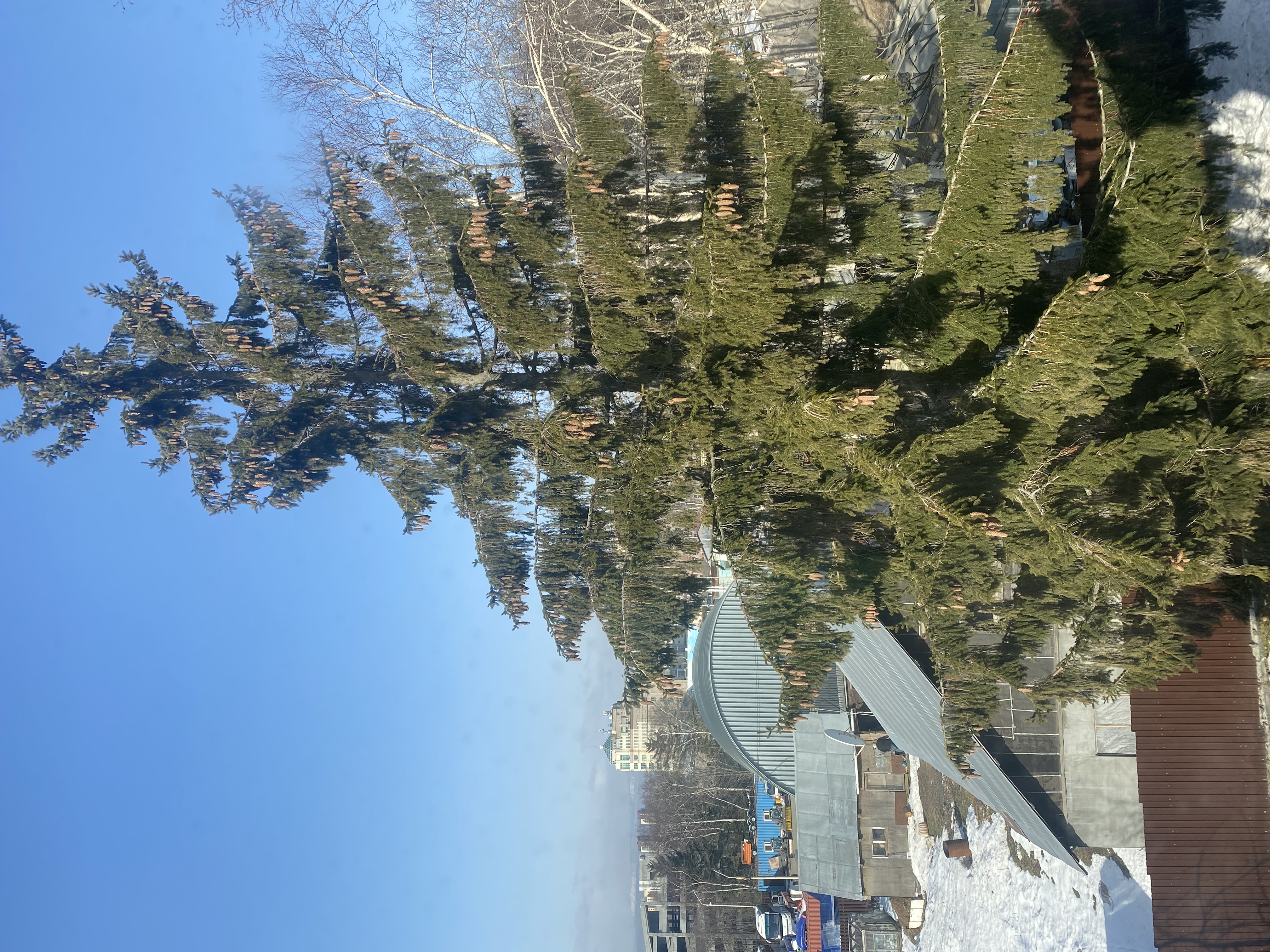 Фото Белый Снег