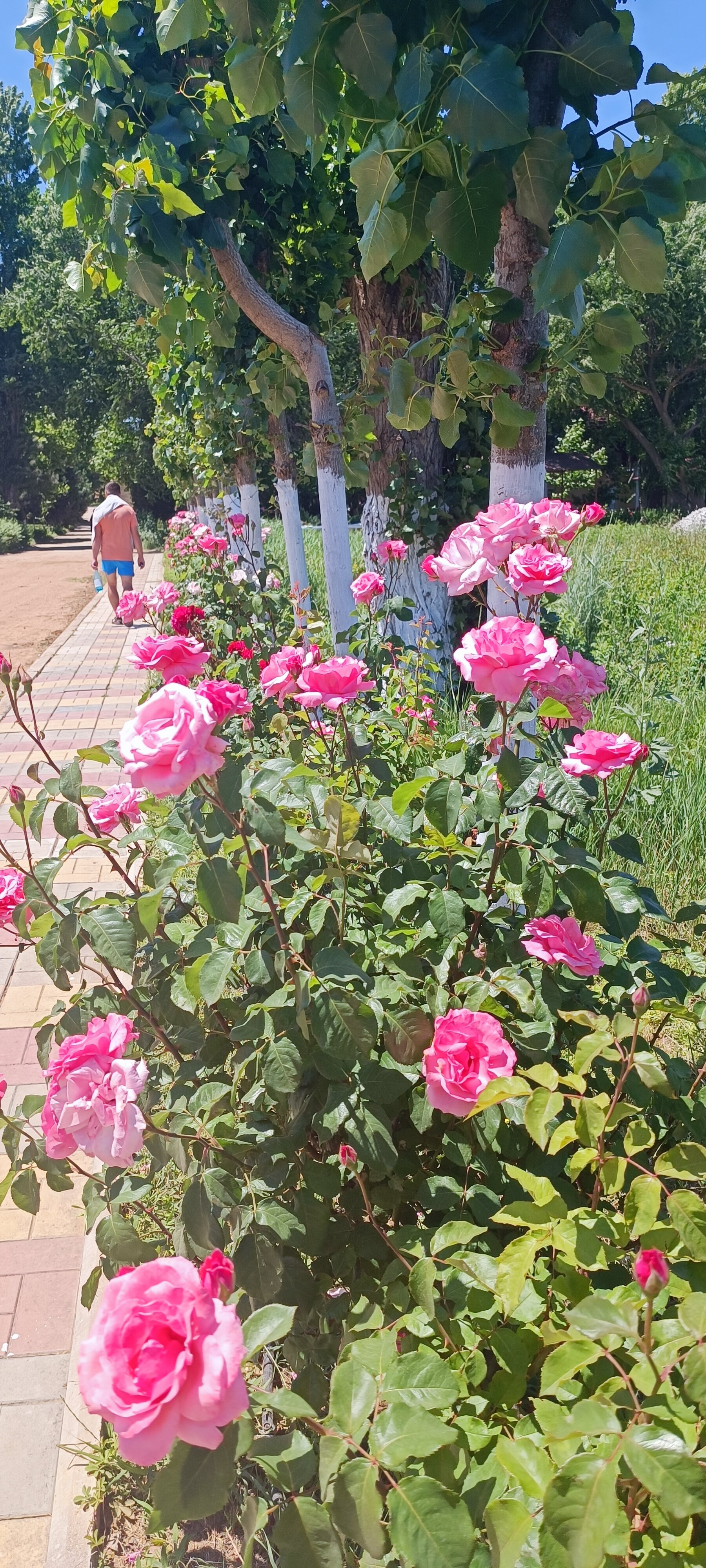 Фото Грин Вилл