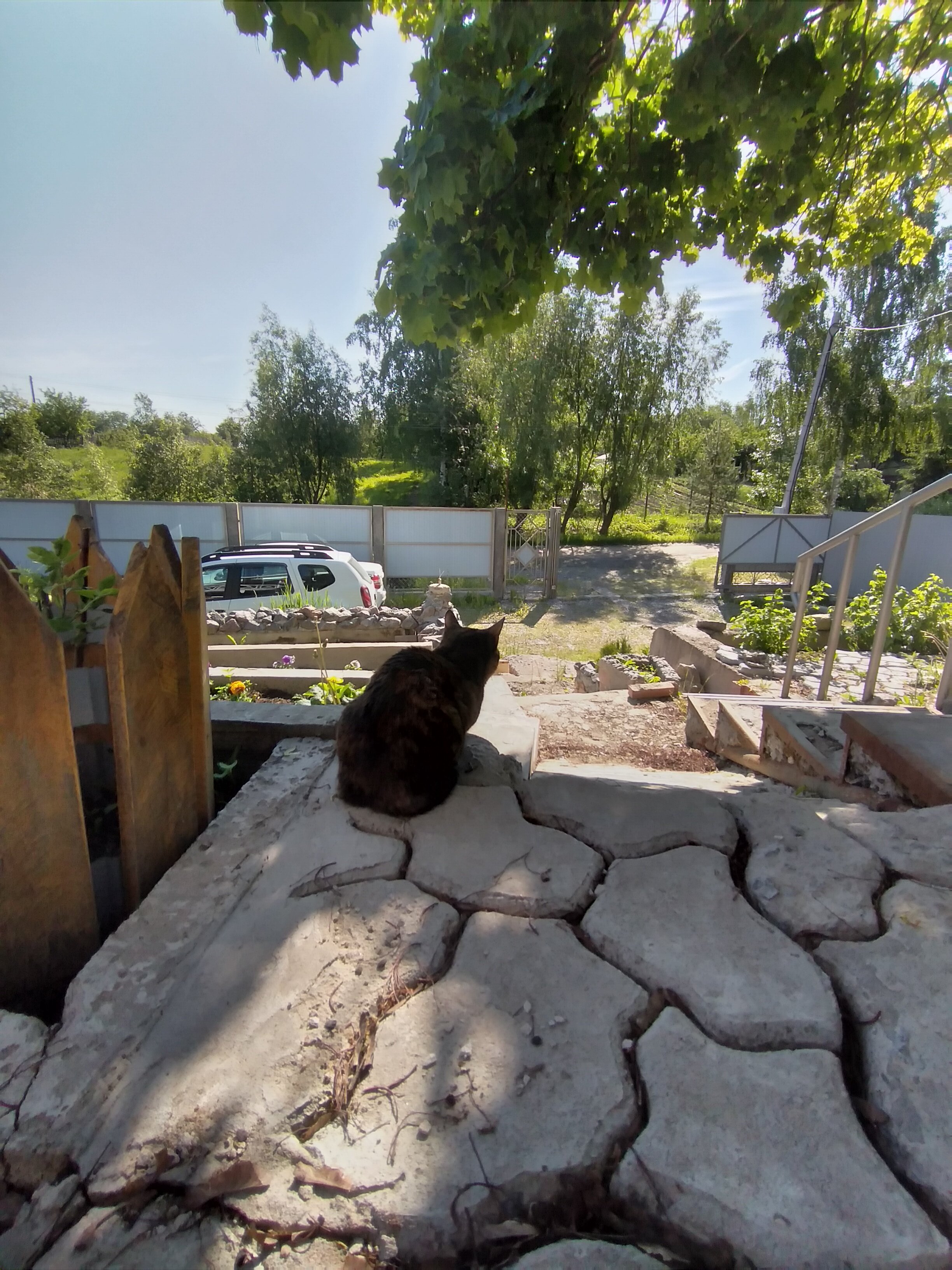 Фото Ёлки на горке