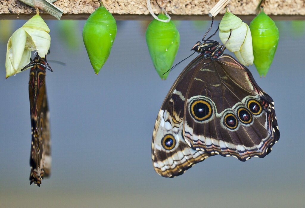 Музей Дом бабочек, Муравьёв и Рептилий, Москва, фото
