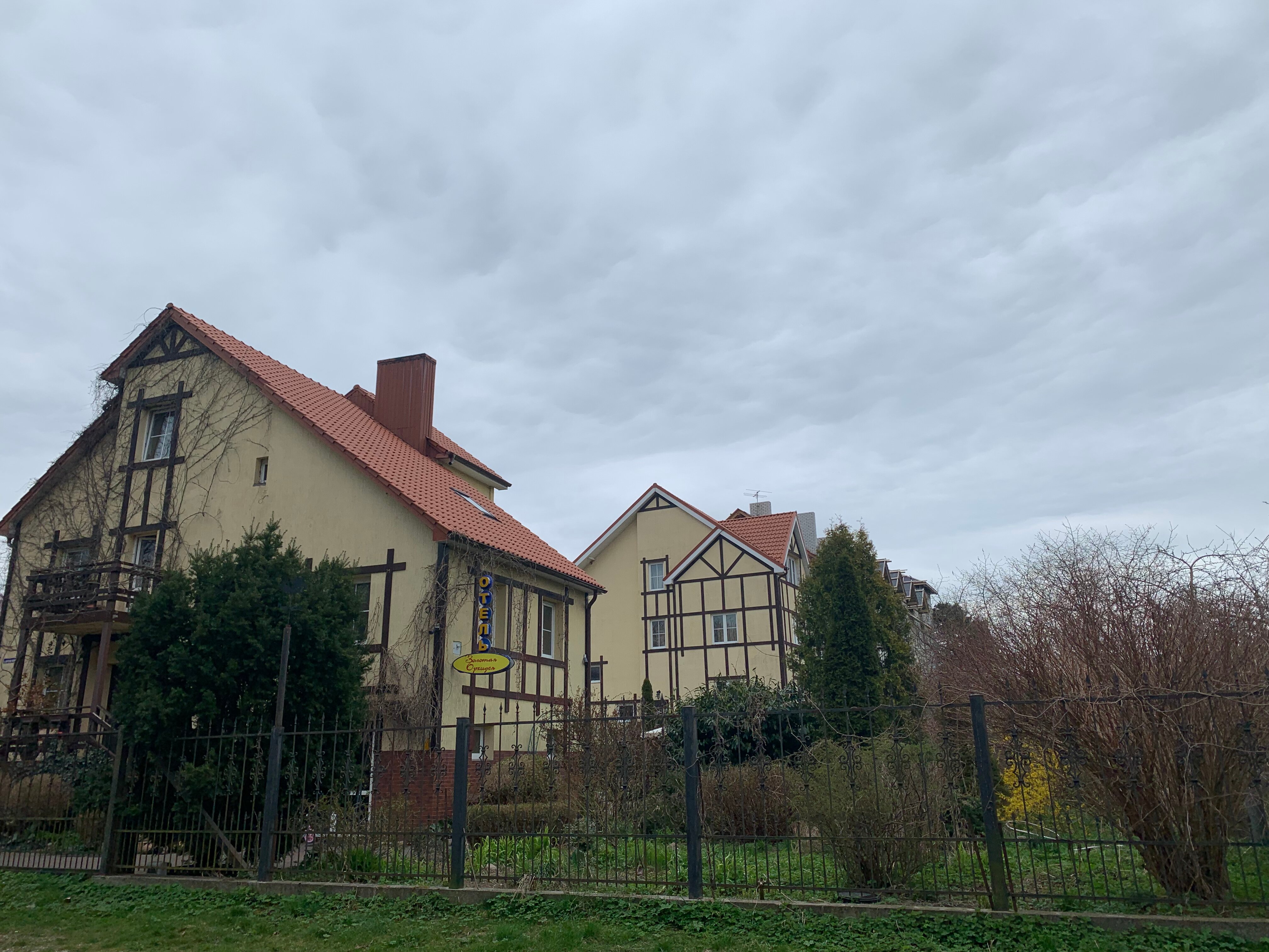 Фото Золотая Орхидея