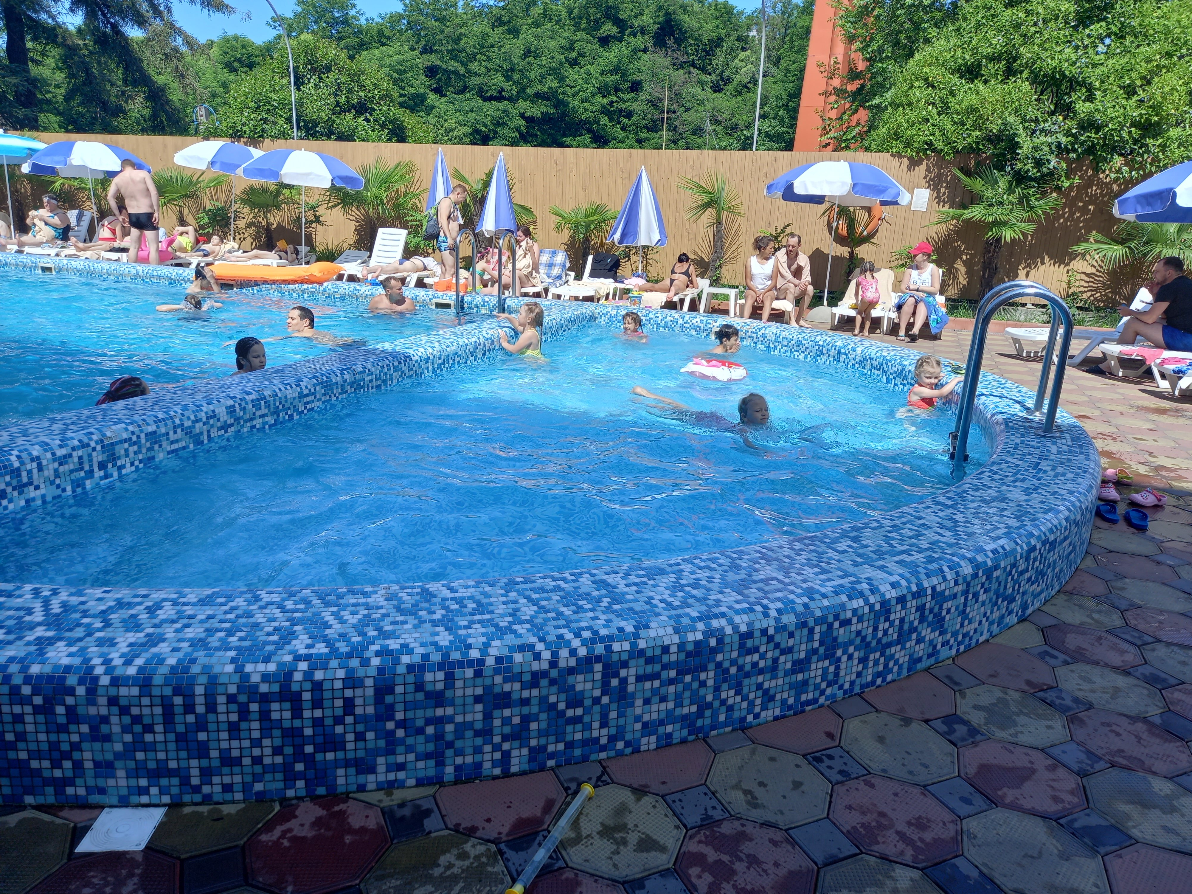 Фото Азалия