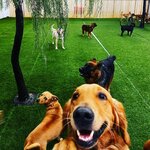 Zoomies (7, 23 Street, Al Quoz Industrial 3, Al Quoz Industrial, Hadaeq Mohammed Bin Rashid, Dubai), pet hotel
