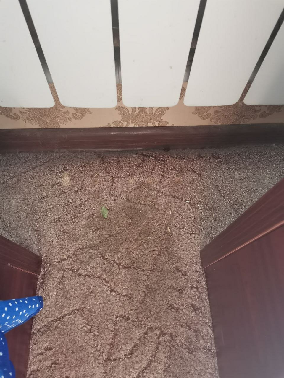 Фото Даймохк