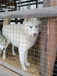 Наследие Арктики (selo Kamlak, Zarechnaya ulitsa, 10), vivero de animales