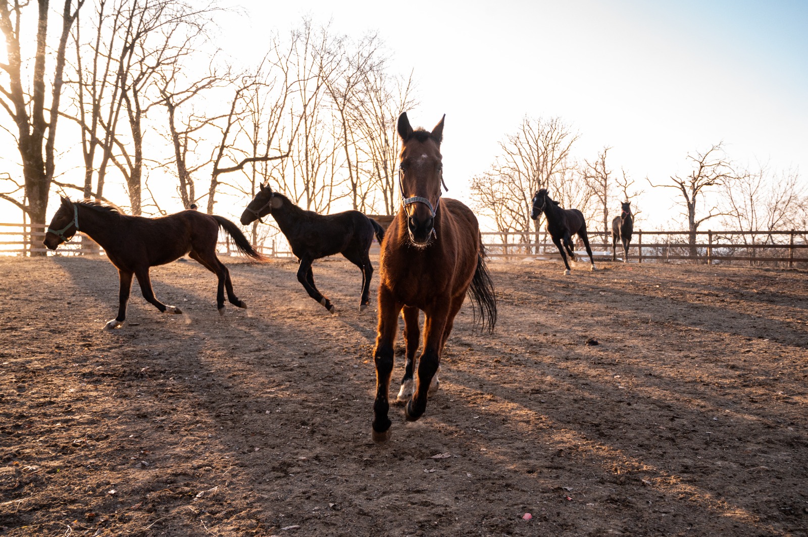 Фото Фазенда Огни Сочи