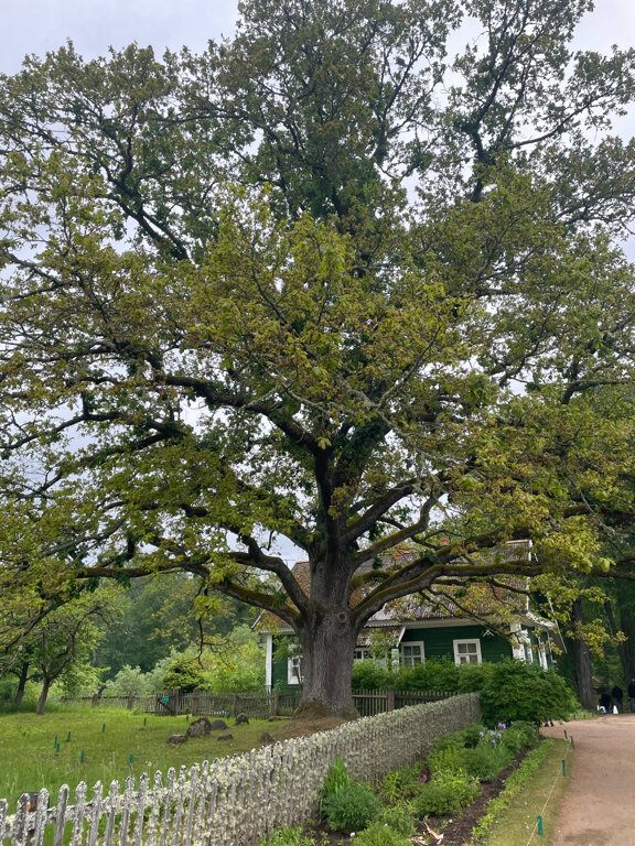 Фото Пушкиногорье