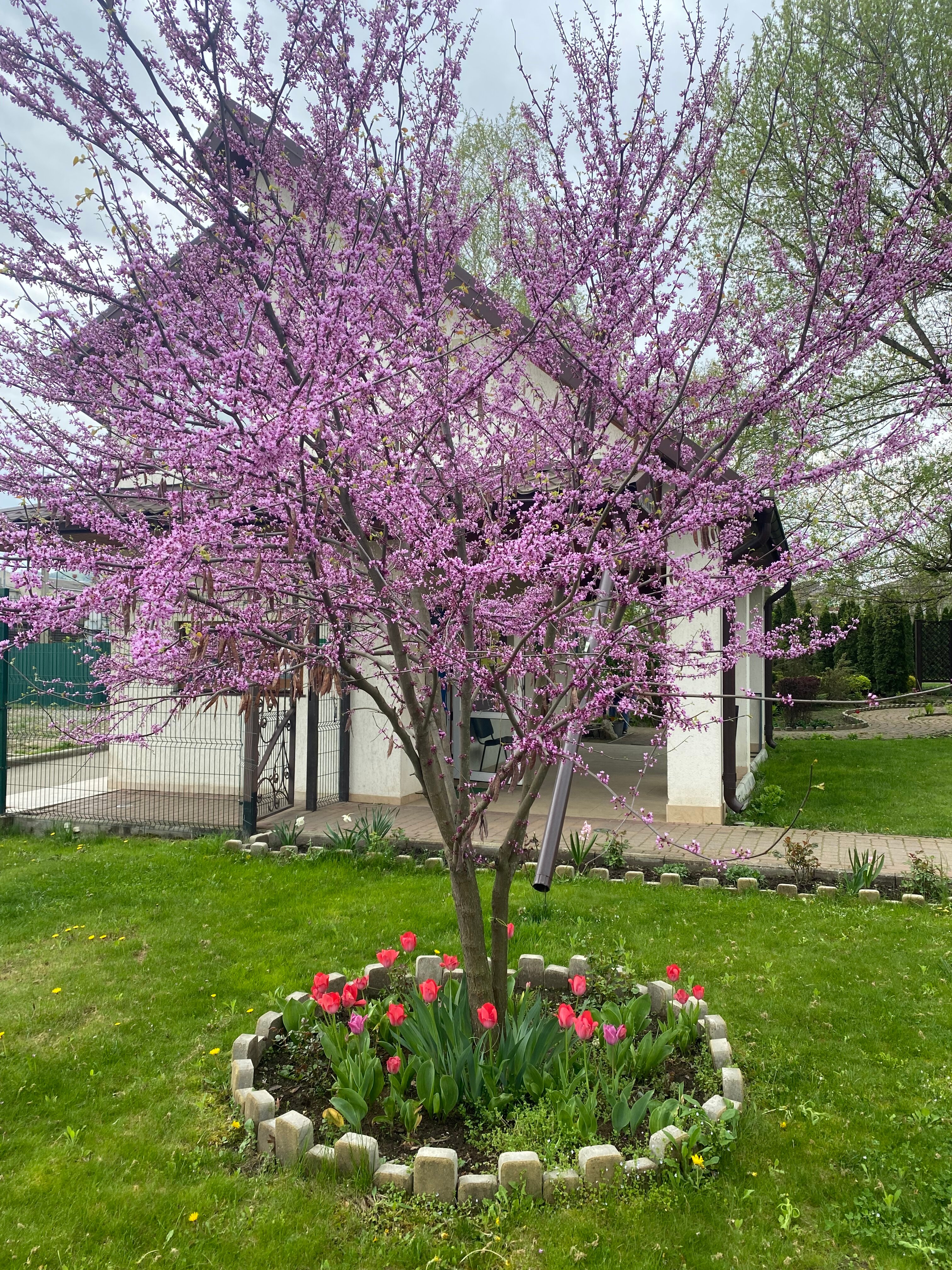 Фото Березки